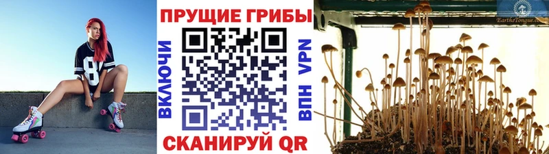Псилоцибиновые грибы MAGIC MUSHROOMS  Лагань 